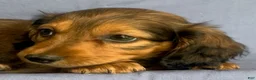 Miniature Dachshund dogs for sale: Charlie - Ad 6