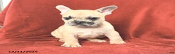 French Bulldog dogs for sale: Annie - Ad 3