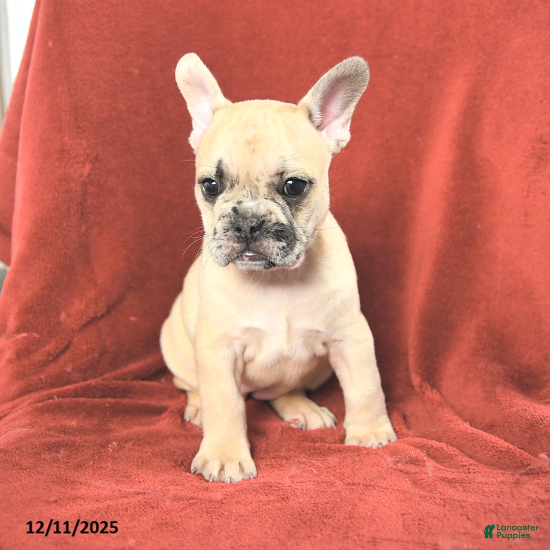 French Bulldog dogs for sale: Annie - Ad 3