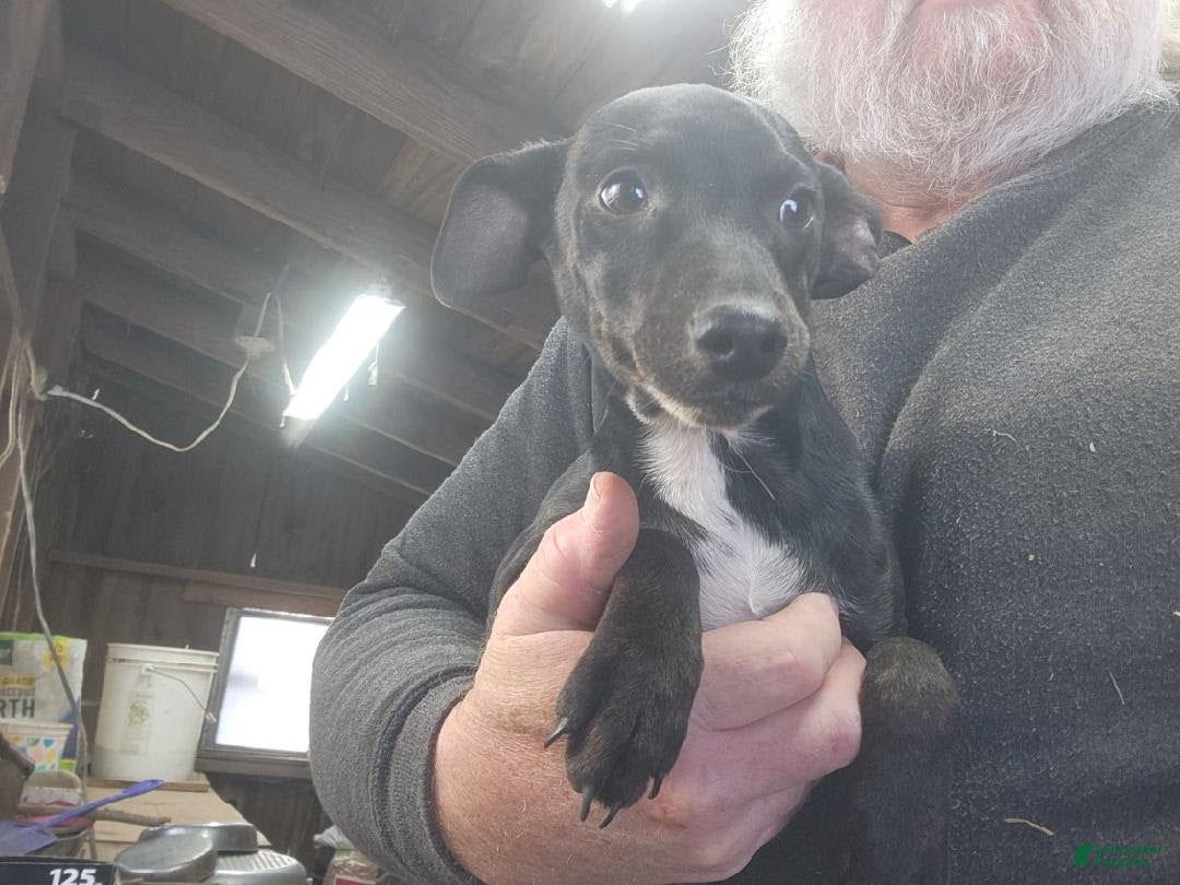 Miniature Pinscher dogs for sale: Riley - Ad 2