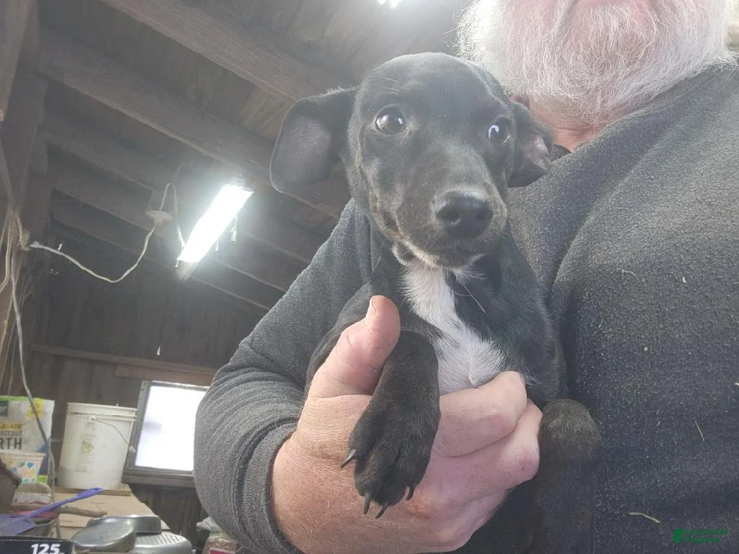 Miniature Pinscher dogs for sale: Riley - Ad 2