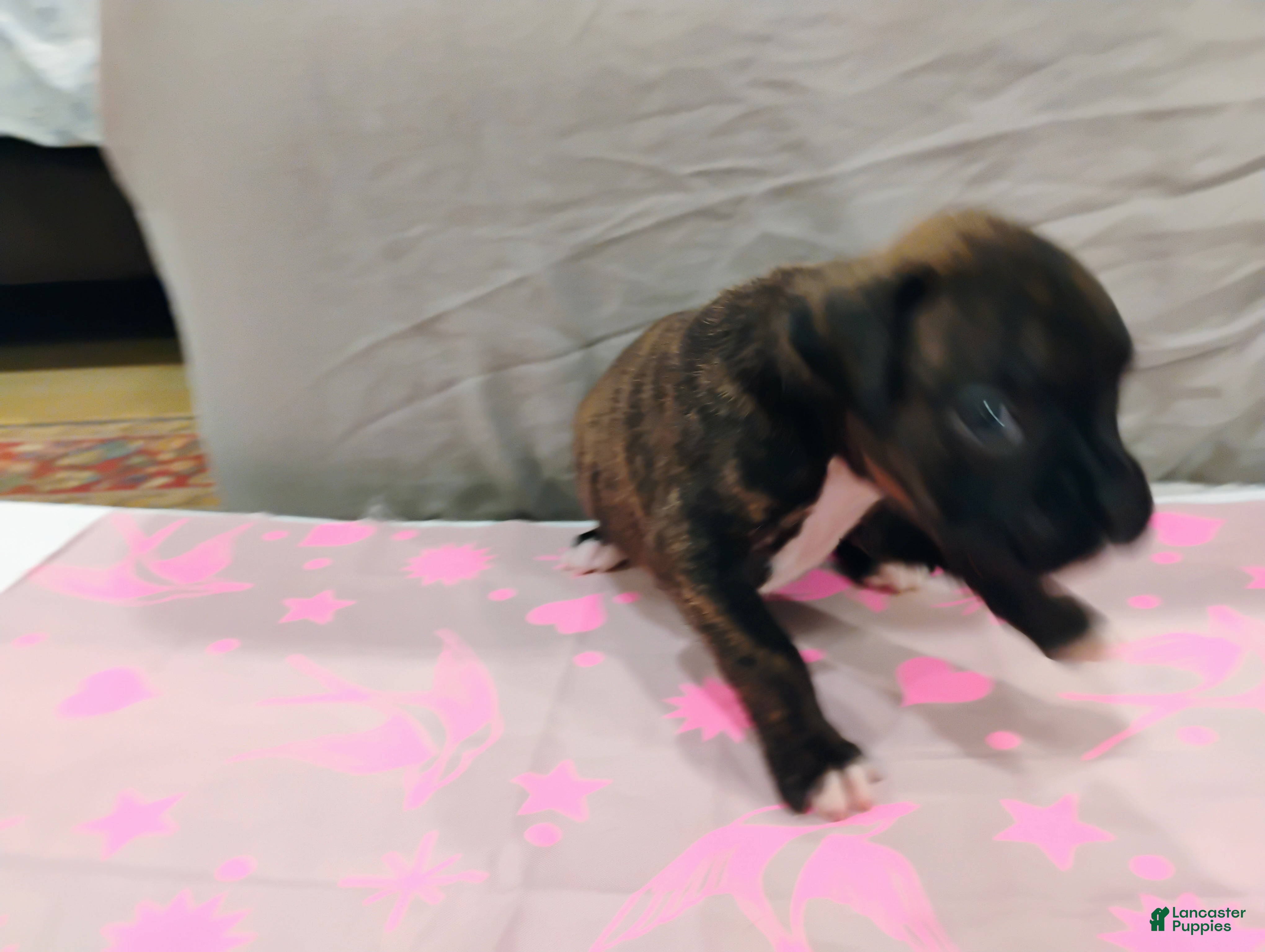 Boxer dogs for sale: Boxer 7 - Ad 2