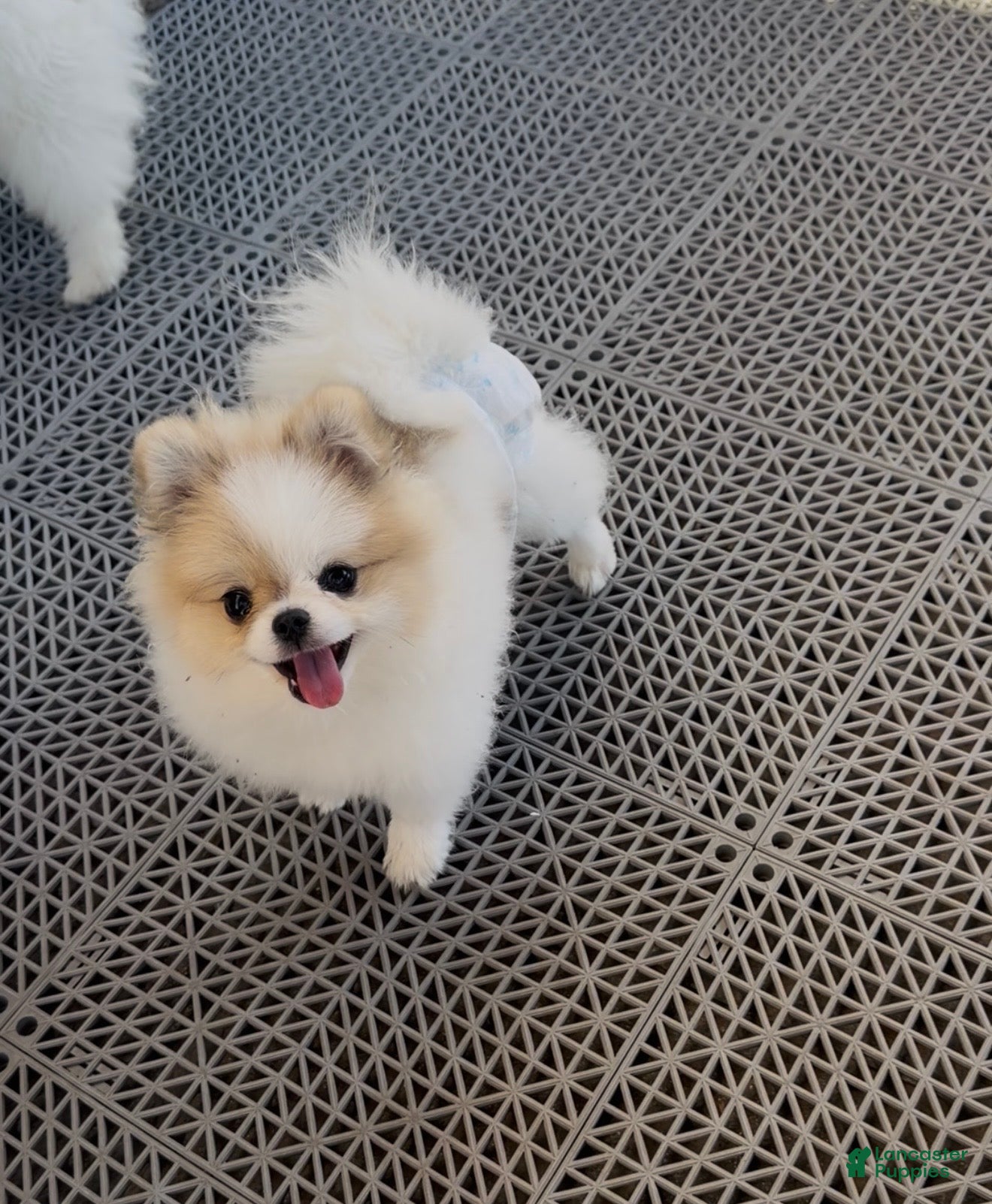 Pomeranian dogs Labubu  - Ad 8