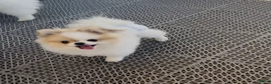 Labubu 