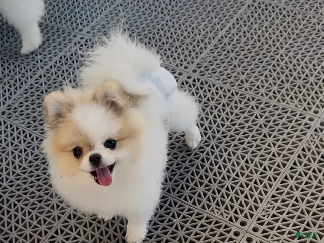 Pomeranian dogs Labubu - Ad 10