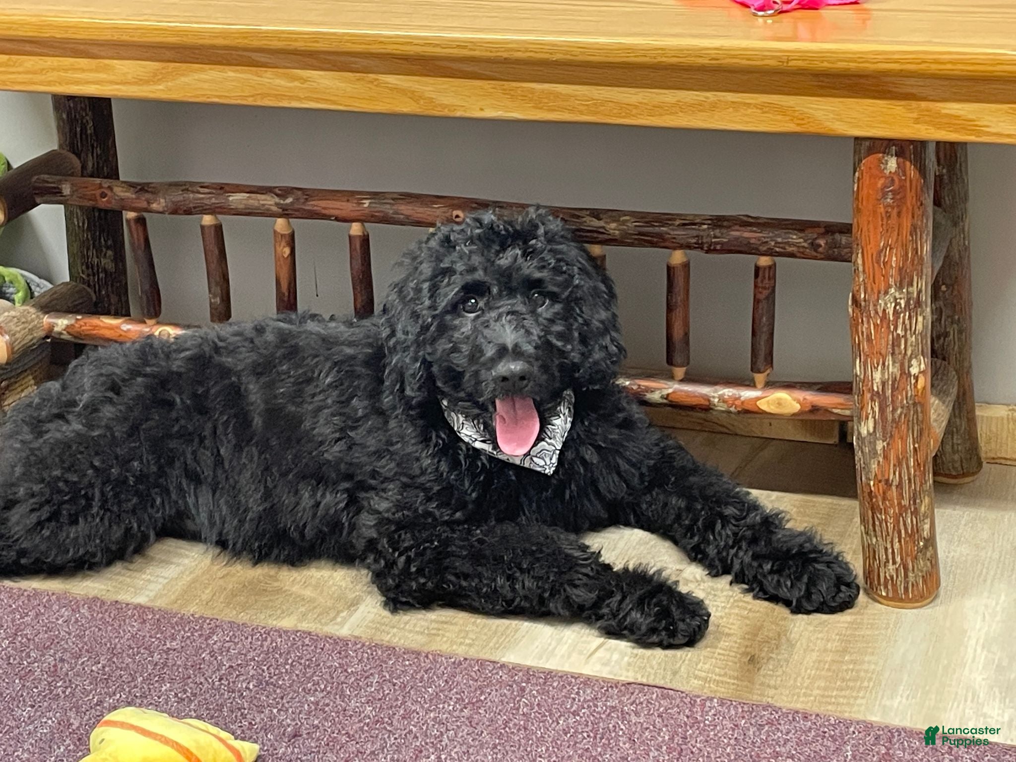 Goldendoodle dogs Chloe - Ad 1