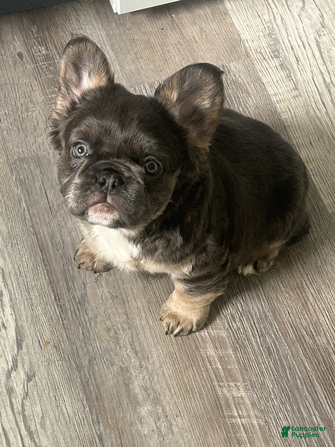 French Bulldog dogs for sale: French Bulldog Puppy 1 - Ad 3