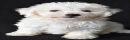 Bichon Frise dogs for sale: Butch - Ad 4
