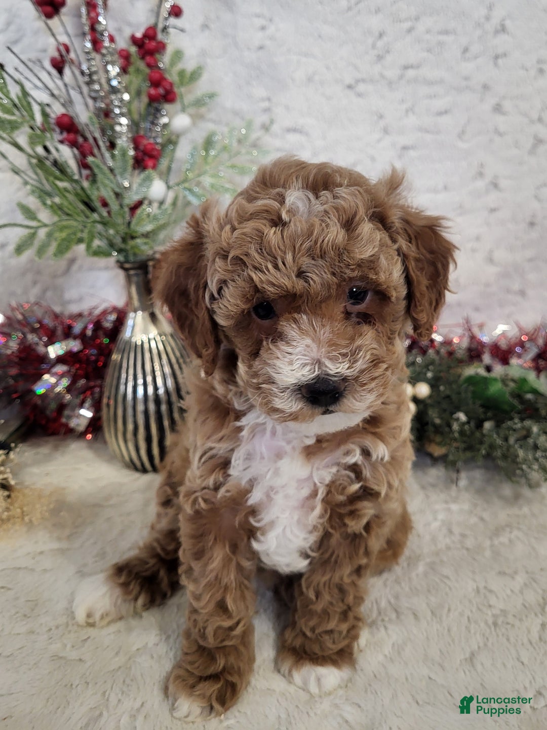 Goldendoodle dogs for sale: Rebekah - Ad 1