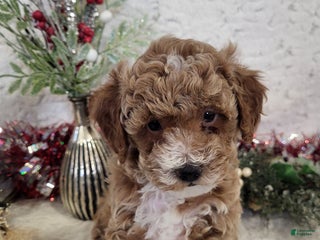Goldendoodle dogs Rebekah - Ad 12