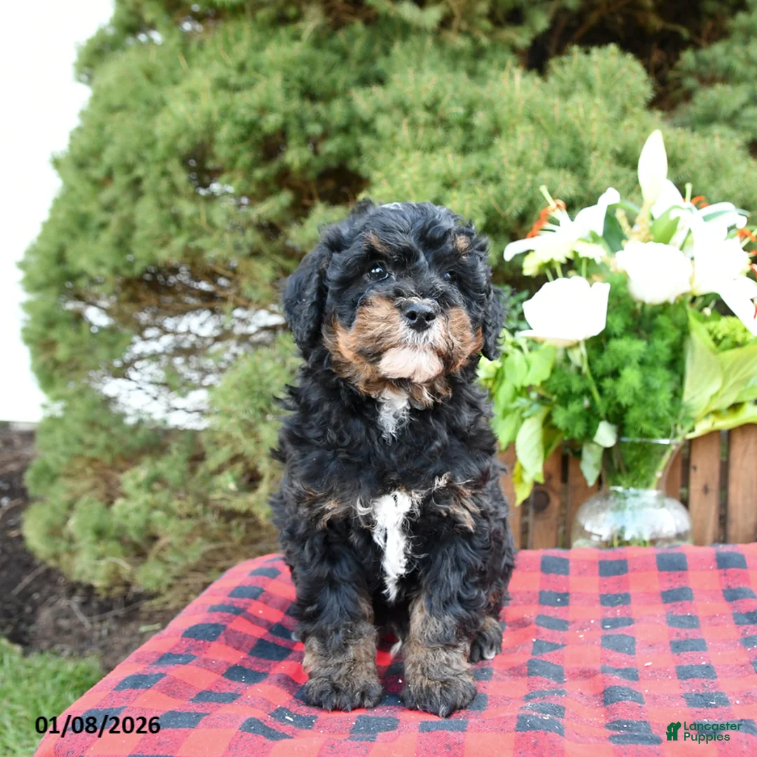 Mini Bernedoodle dogs for sale: Sarge - Ad 8
