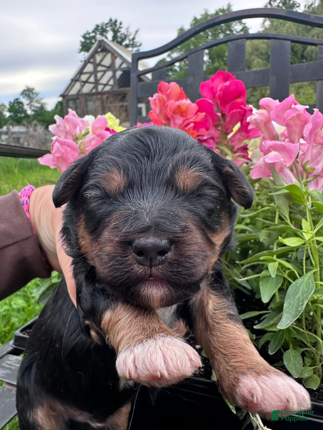 Aussiedoodle dogs for sale: Porkie - Ad 1