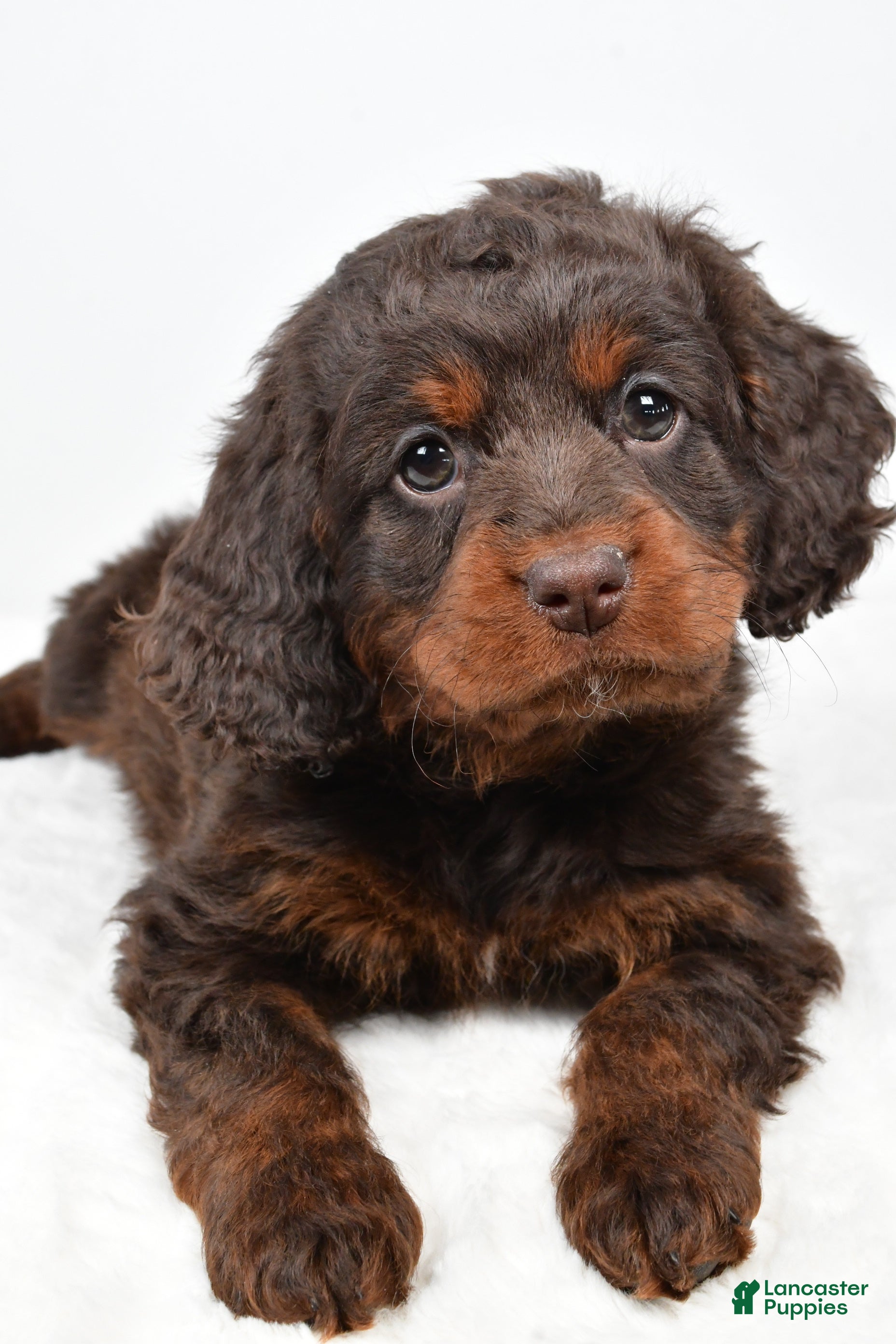 Cockapoo dogs Faith - Ad 2