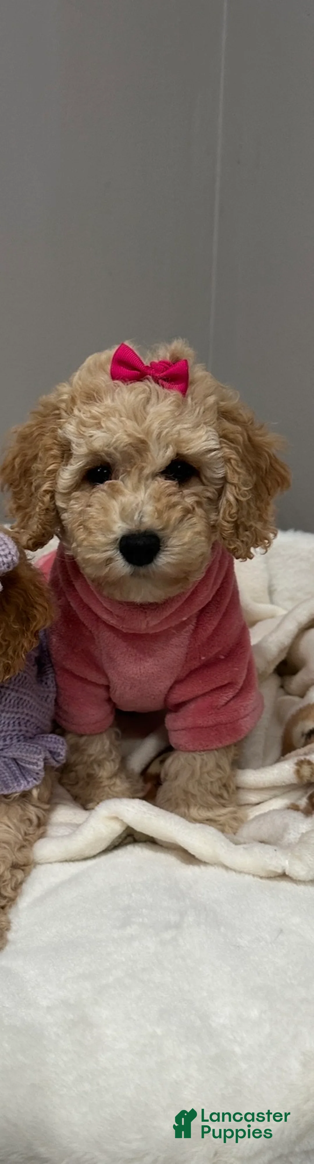 Miniature Poodle dogs for sale: Miniature Poodle Blossom  - Ad 2