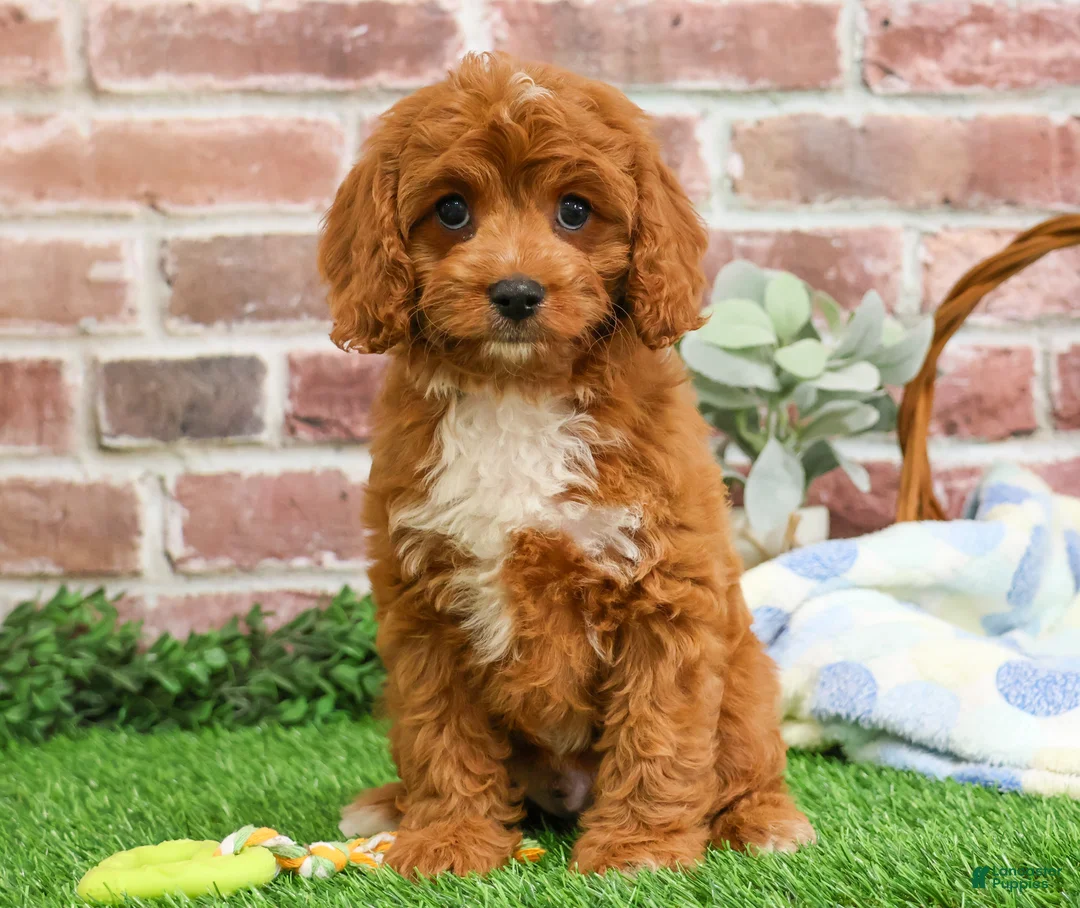 Cavapoo dogs for sale: Baxter - Ad 4