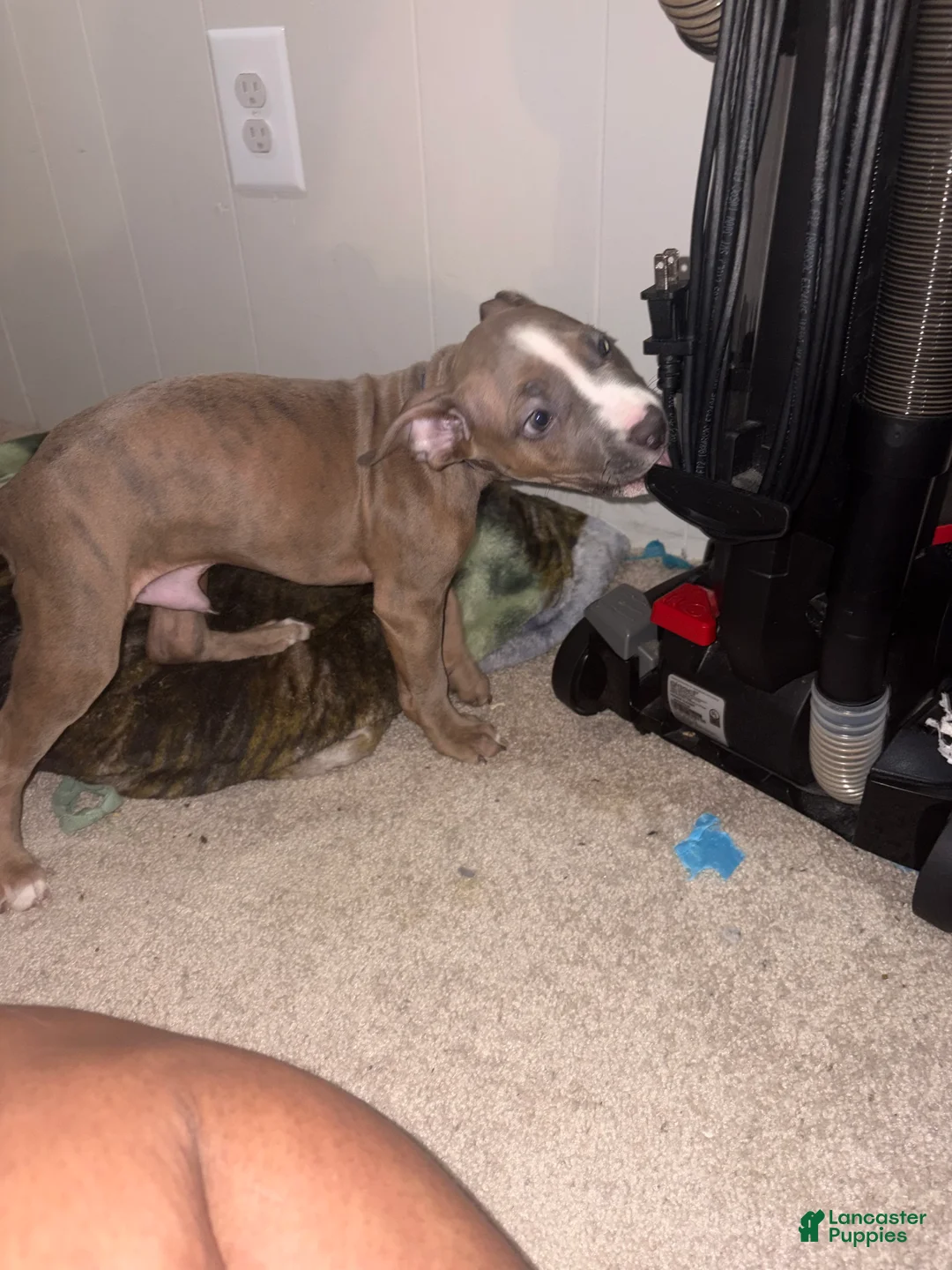 Staffordshire Bull Terrier dogs for sale: Staffordshire Bull Terrier Puppy 4 - Ad 2