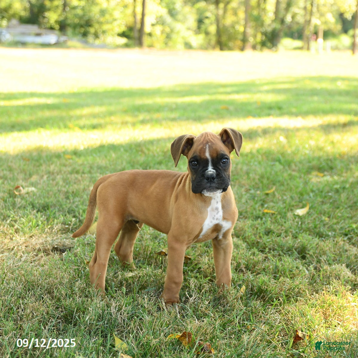 Month American Boxer Puppies German Boxer Black Boxer Dog Price