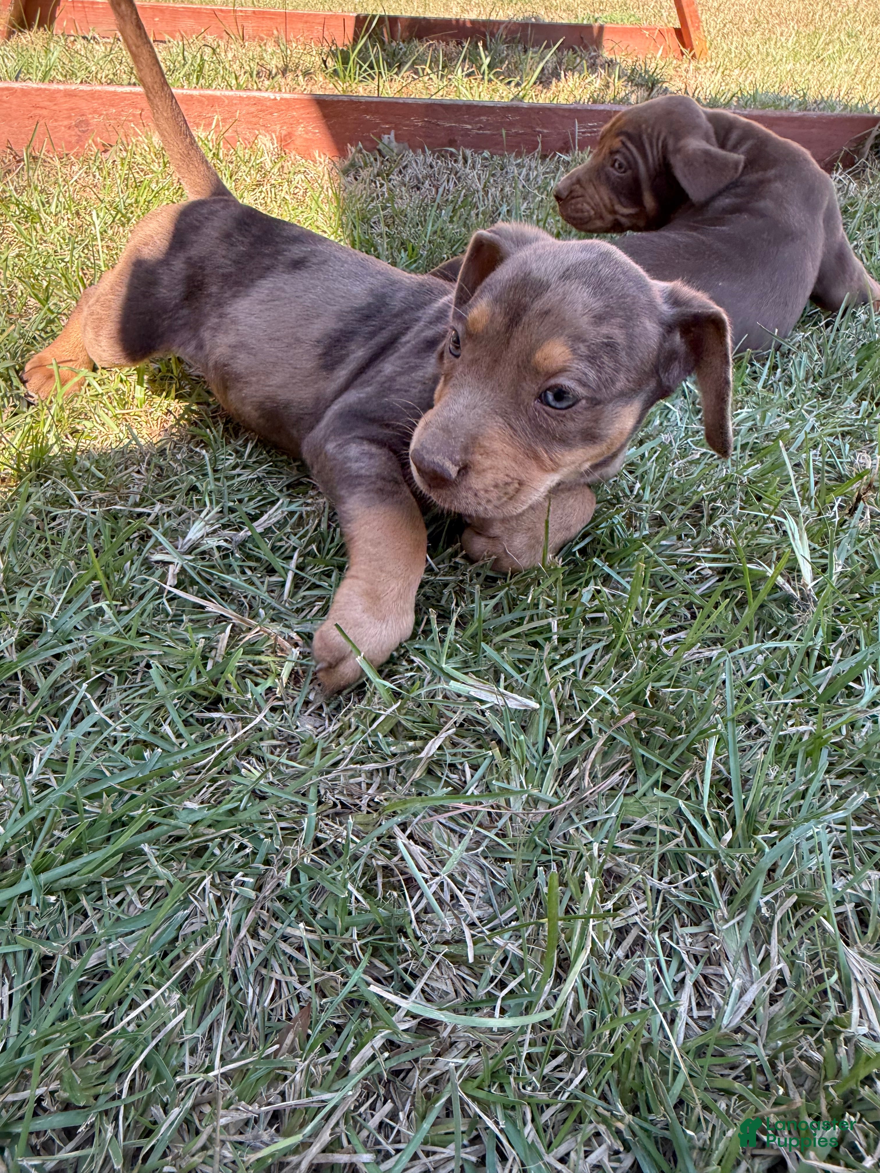 Catahoula Leopard Dog dogs for sale: Carrie - Ad 4