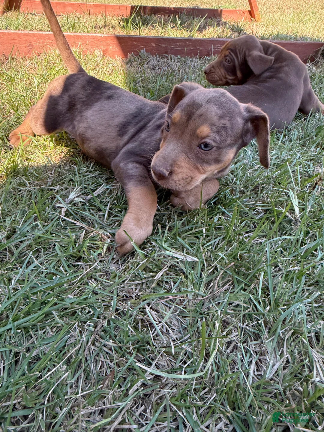 Catahoula Leopard Dog dogs for sale: Carrie - Ad 1