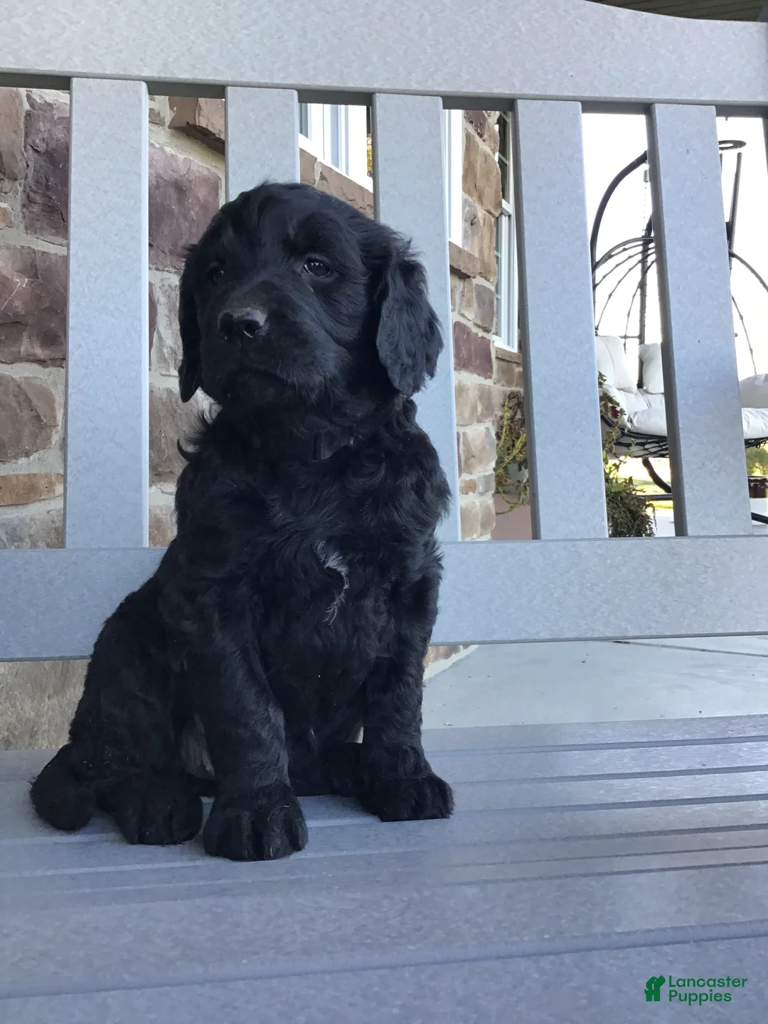 Goldendoodle dogs for sale: Dahlia  - Ad 1