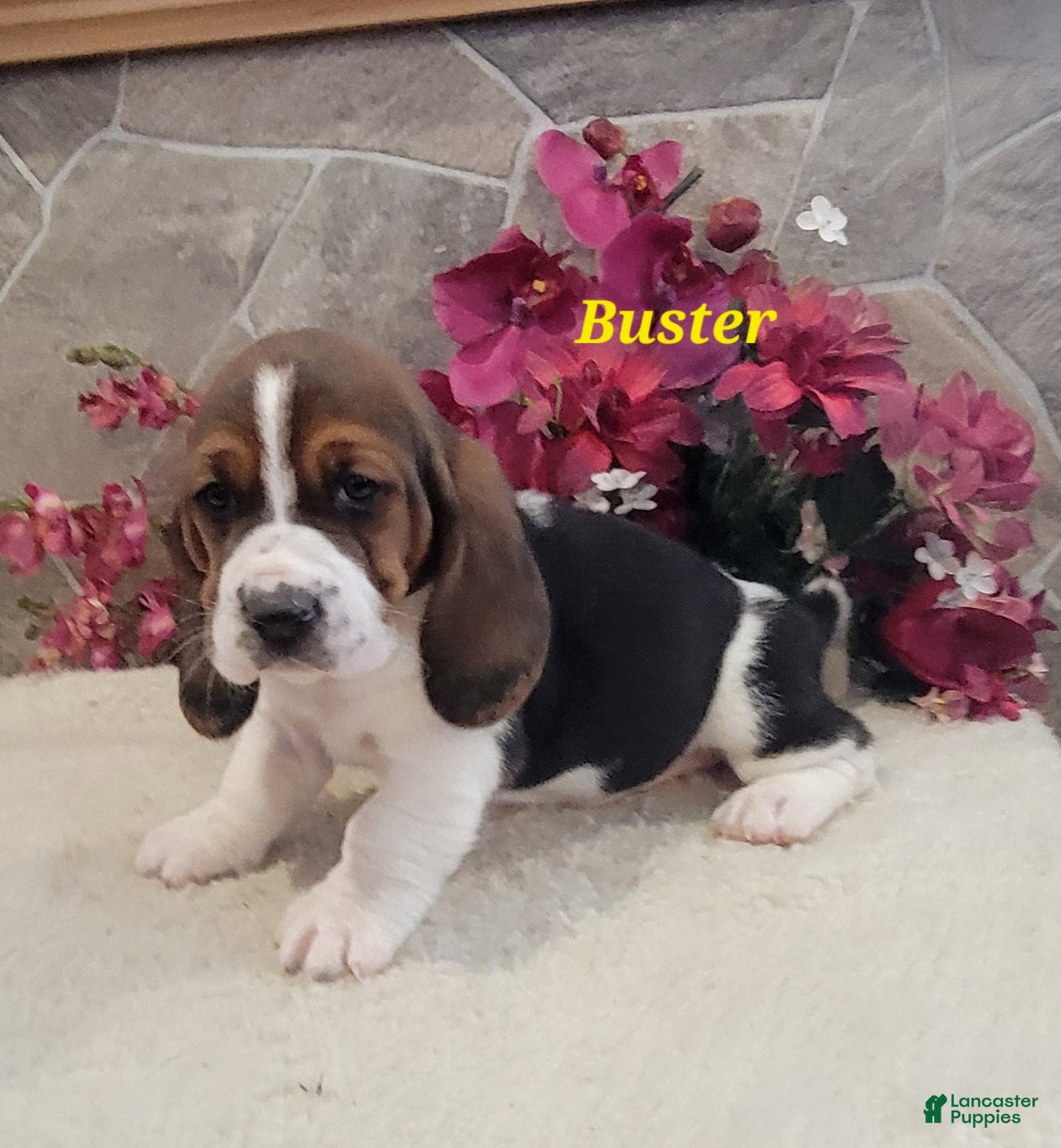 Basset Hound dogs Buster - Ad 2