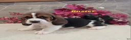 Basset Hound dogs for sale: Buster - Ad 2