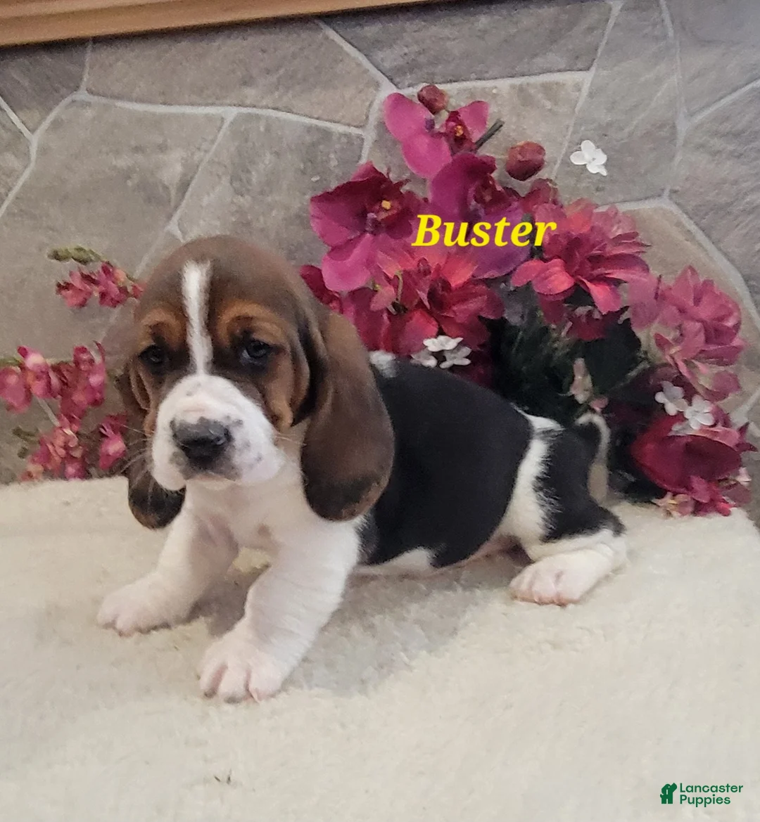 Basset Hound dogs for sale: Buster - Ad 2