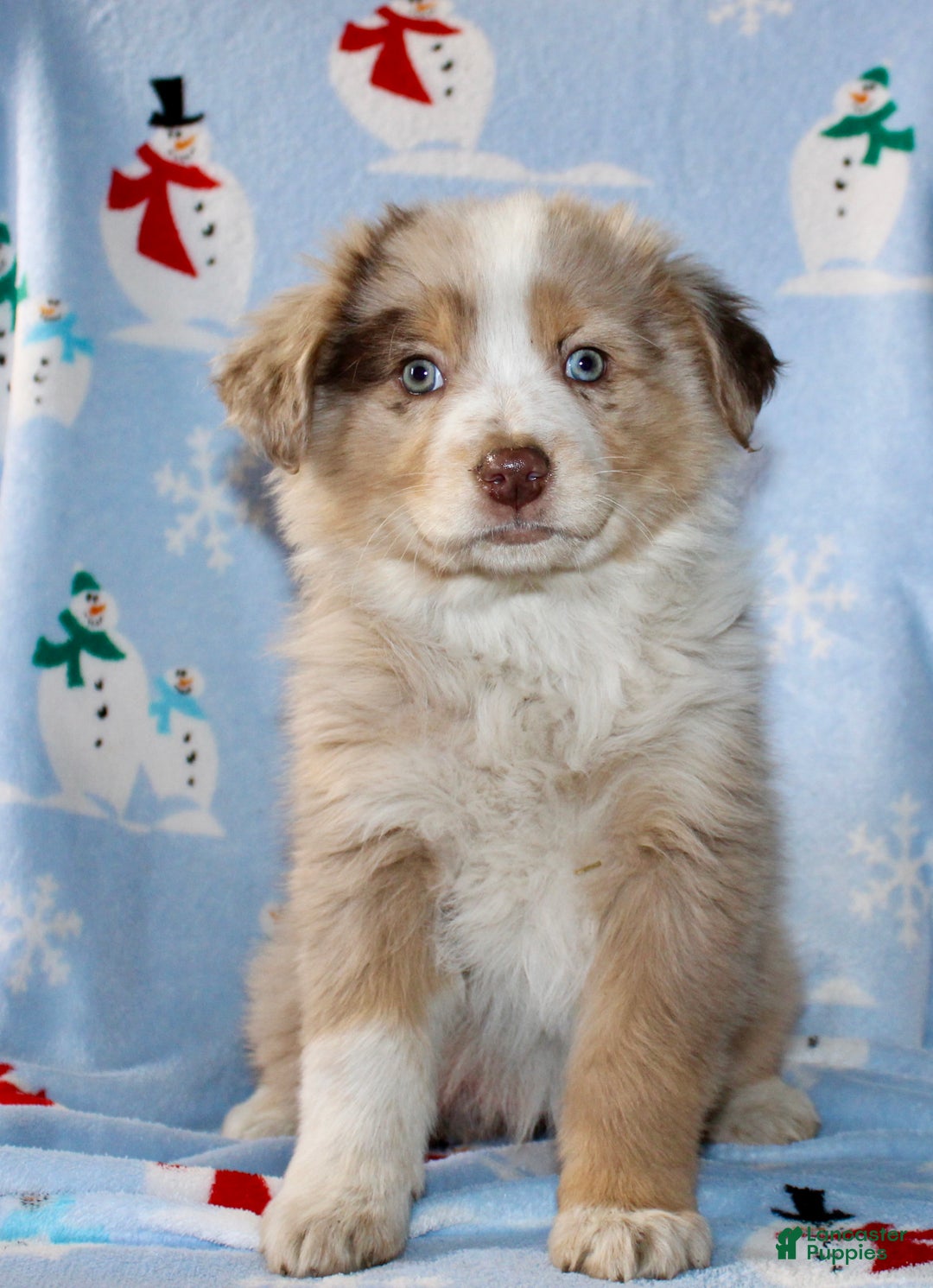 Australian Shepherd dogs for sale: Delilah - Ad 2