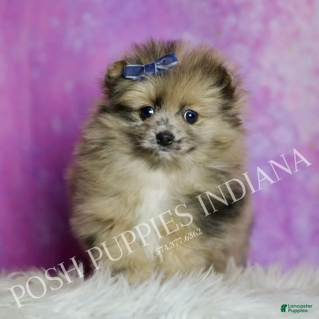 Pomeranian dogs for sale: Spot - Ad 6