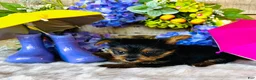 Yorkshire Terrier dogs for sale: GiGi - Ad 6