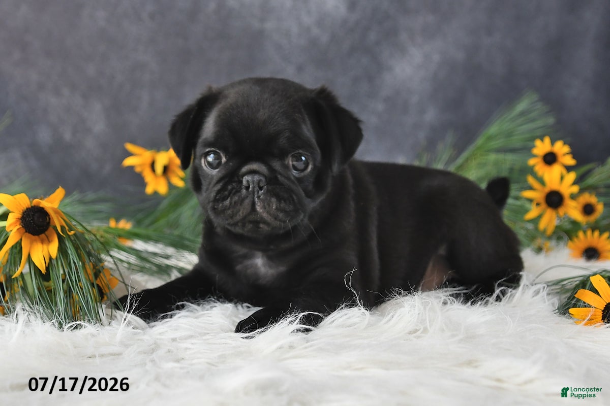 Pug dogs Kash - Ad 2