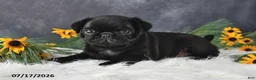 Pug dogs for sale: Kash - Ad 2