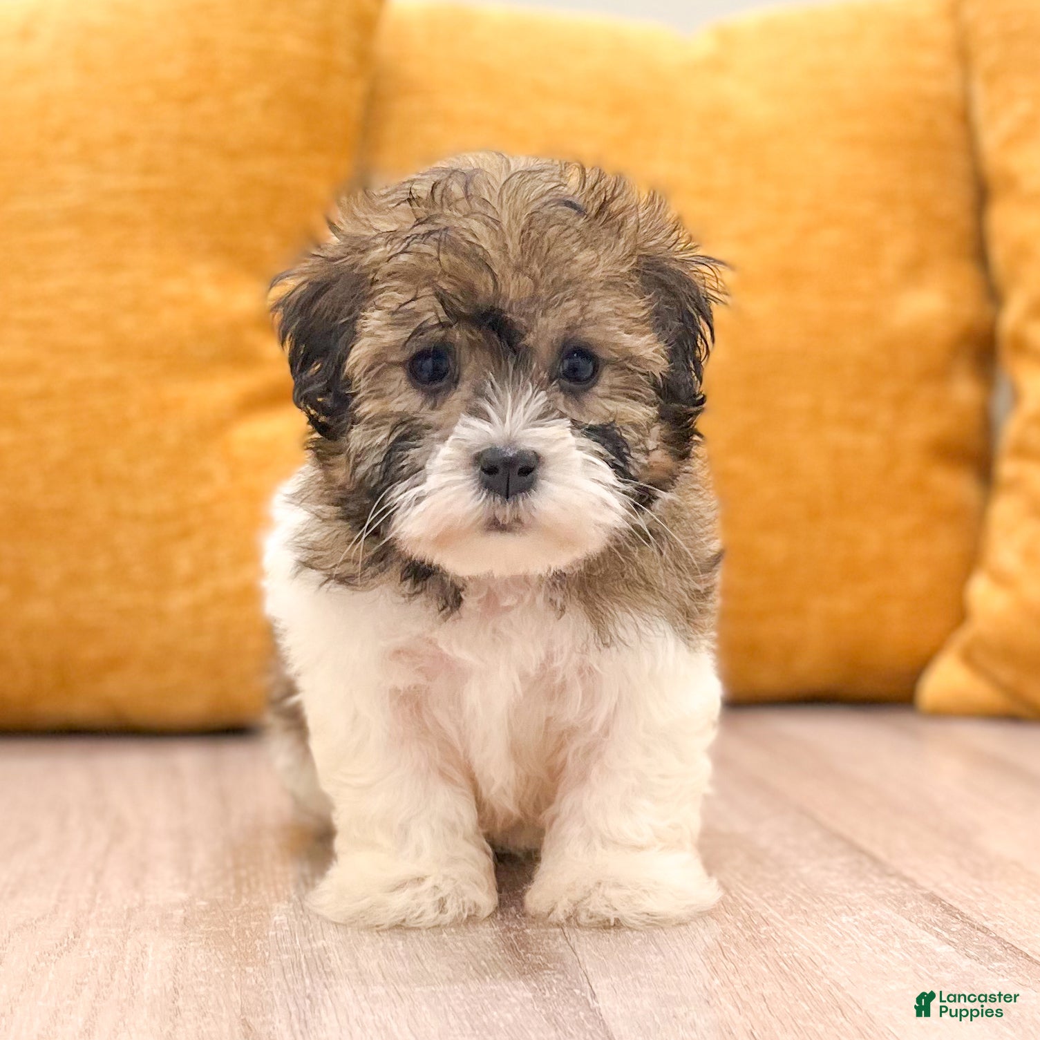 Havanese dogs Angie - Ad 2