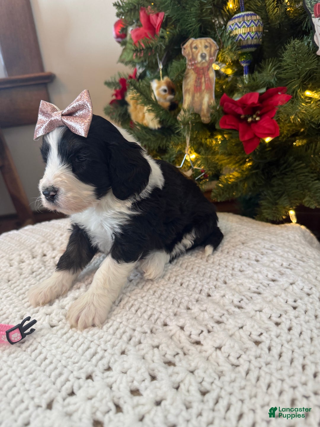 Mixed Breed dogs for sale: Frida - Ad 2