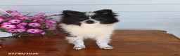 Pomeranian dogs for sale: Mitch - Ad 4