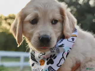 Golden Retriever dogs Paw Scarf Boy 3 - Ad 26