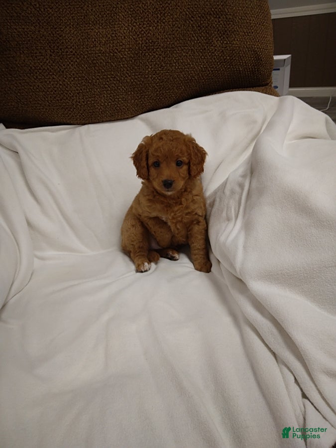 Mini Goldendoodle dogs Dutton - Ad 1