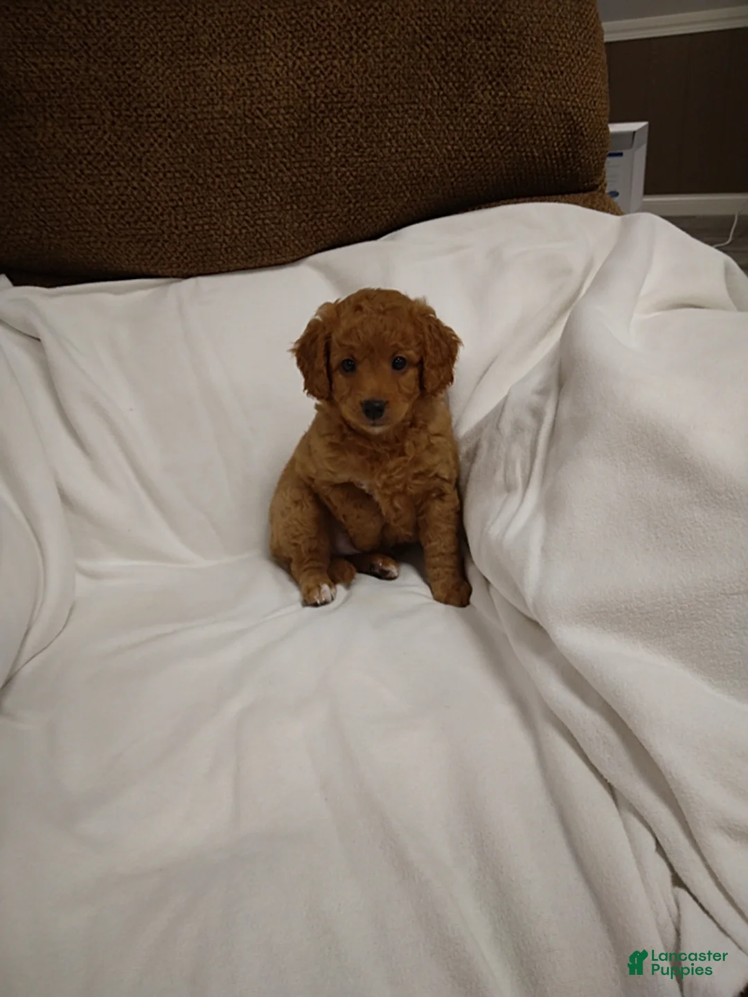 Mini Goldendoodle dogs for sale: Dutton - Ad 1