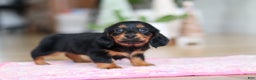 Miniature Dachshund dogs for sale: Mariah - Ad 5