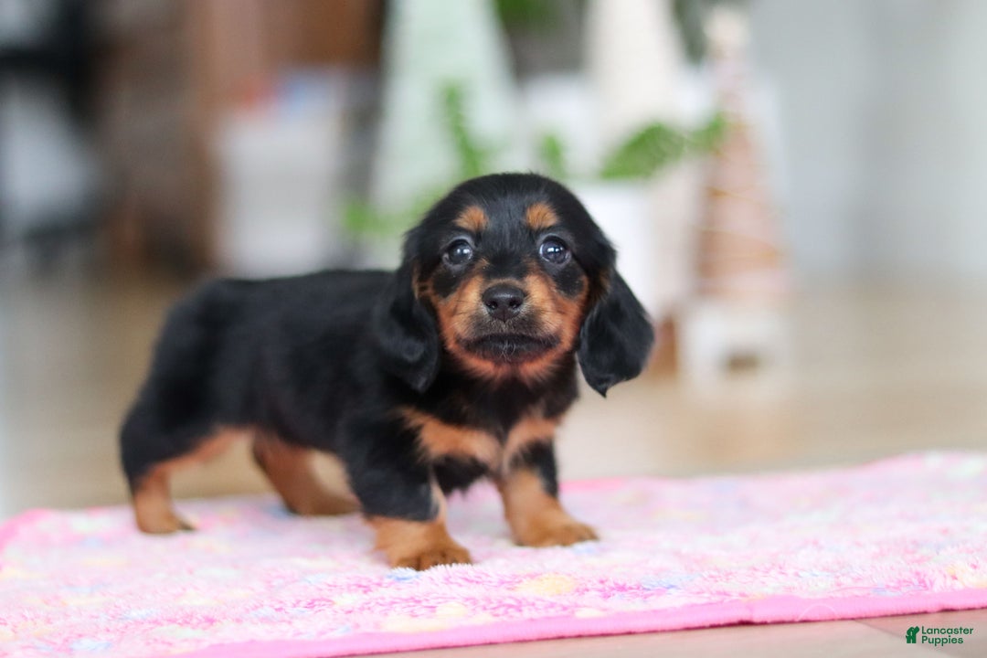 Miniature Dachshund dogs for sale: Mariah - Ad 5