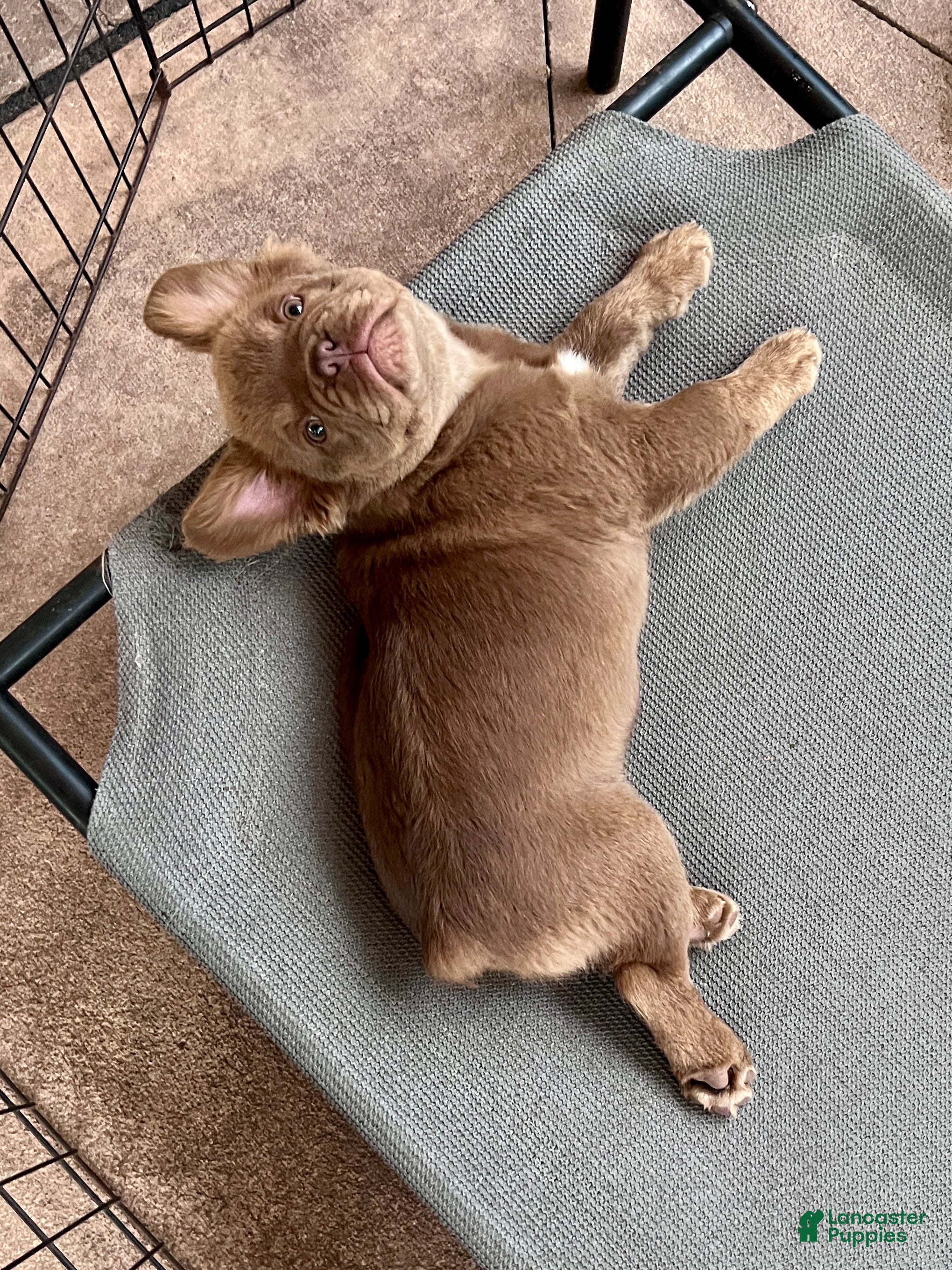 French Bulldog dogs Teddy Bear - Ad 2