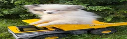 Pomeranian dogs for sale: Olaf - Ad 3