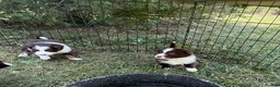 Border Collie dogs for sale: Brodie - Ad 3