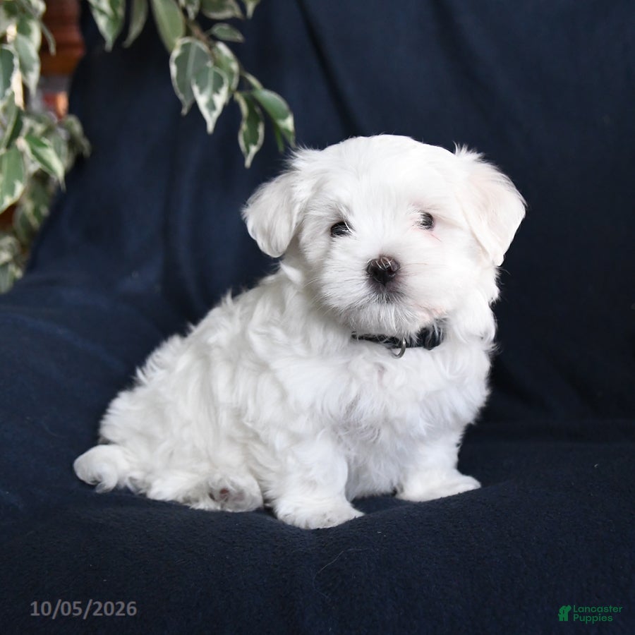 Maltese dogs Fiona - Ad 2