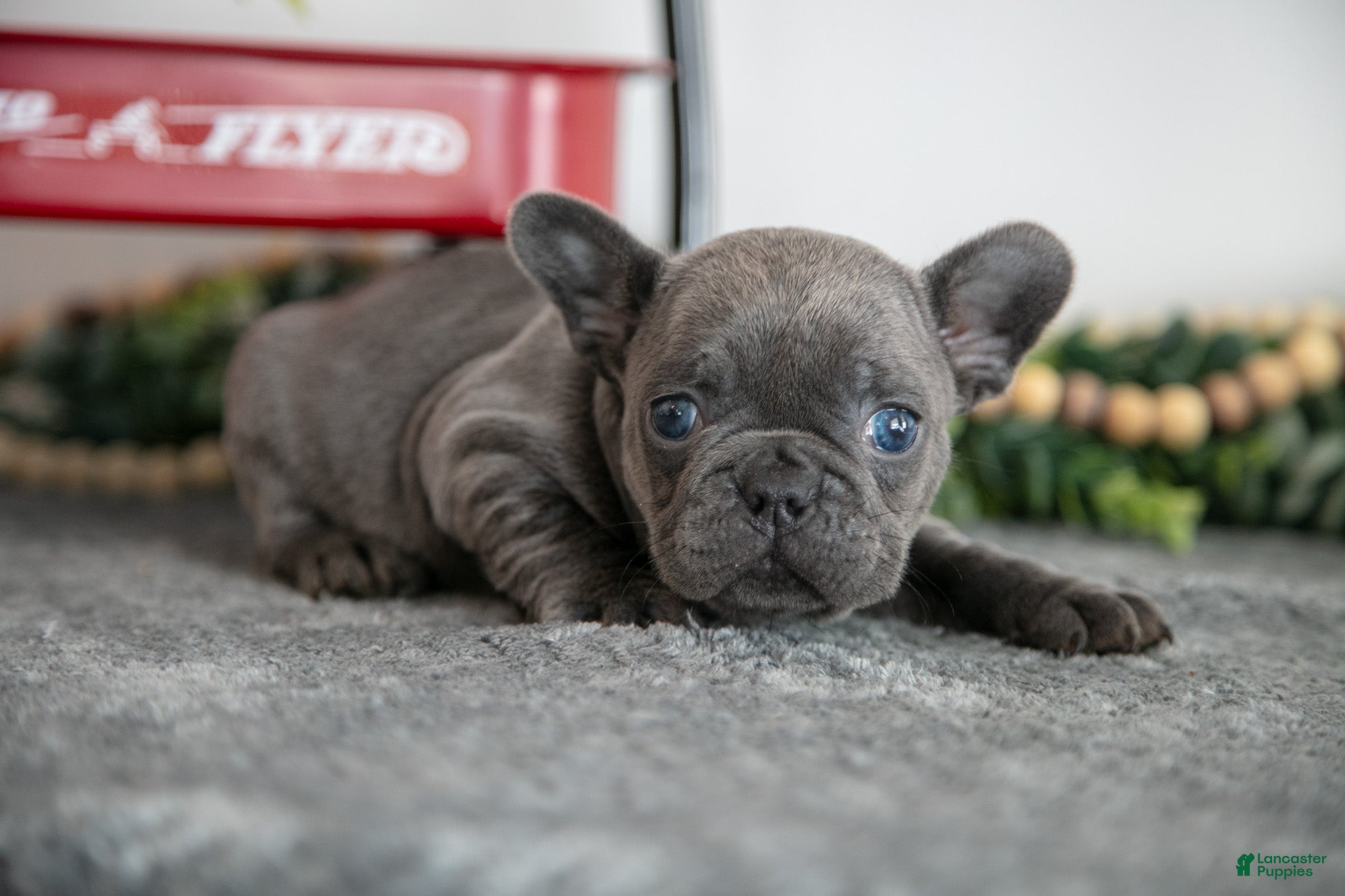 French Bulldog dogs Alana - Ad 27