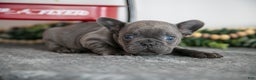 French Bulldog dogs for sale: Alana - Ad 1