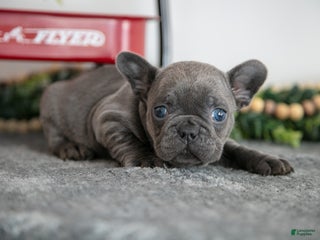 French Bulldog dogs for sale: Alana - Ad 2