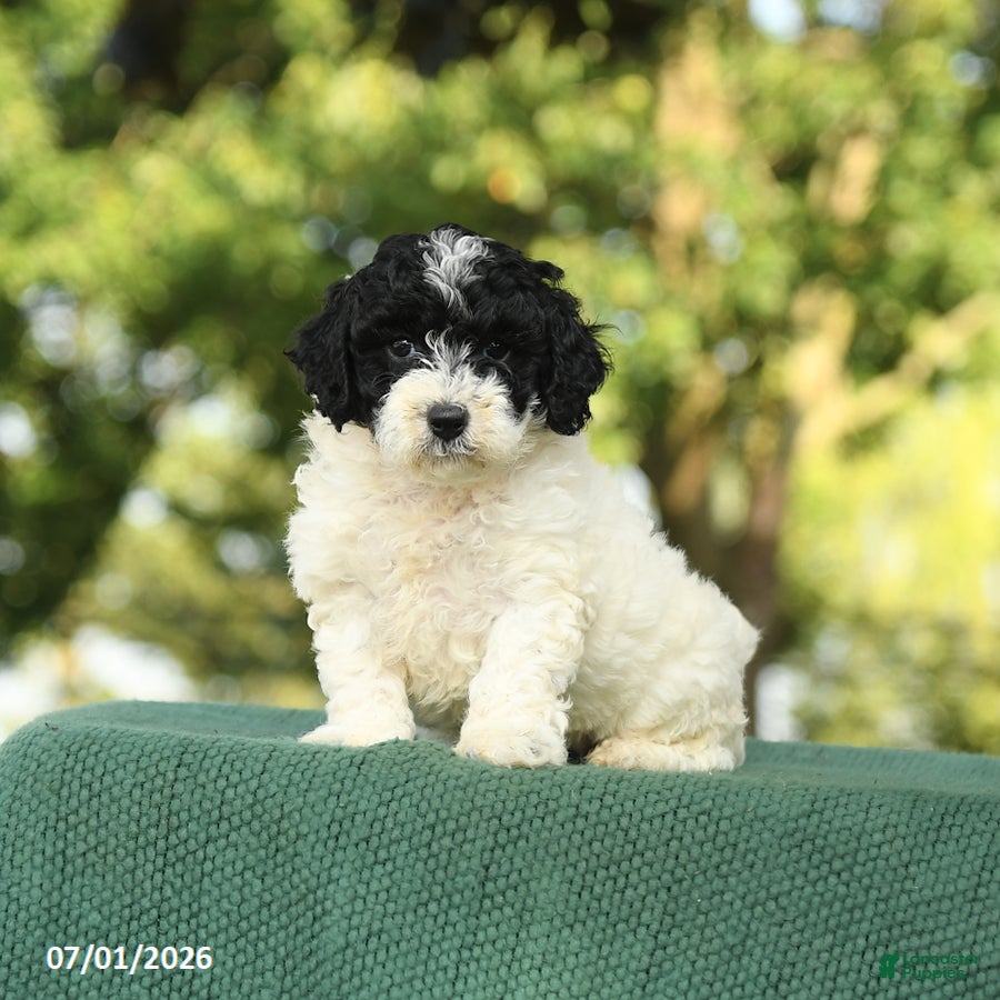 Miniature Poodle dogs Clover - Ad 1