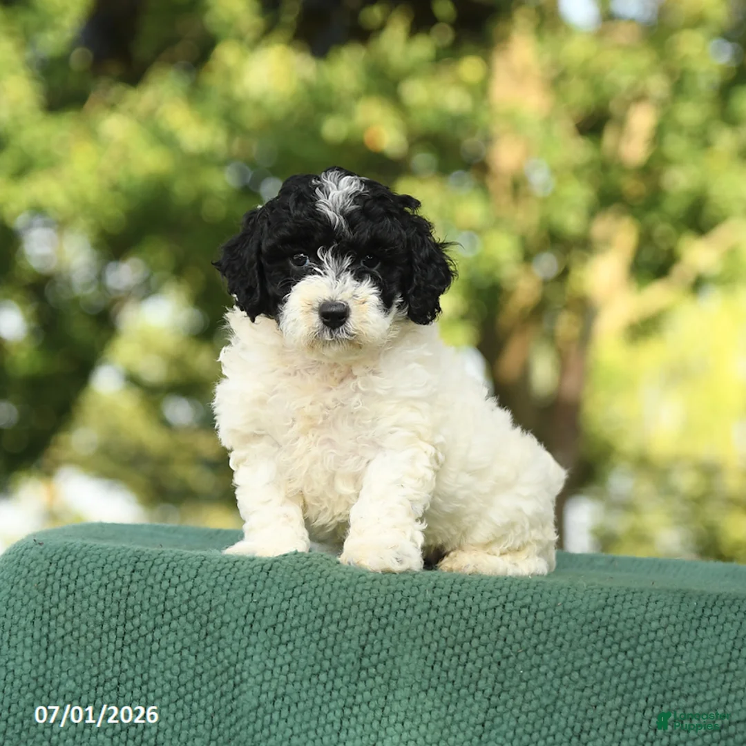 Miniature Poodle dogs for sale: Clover - Ad 1