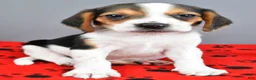 Beagle dogs for sale: Daryl - Ad 6